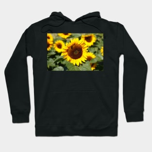 Sunflower, sunflower, (Helianthus annuus) Hoodie